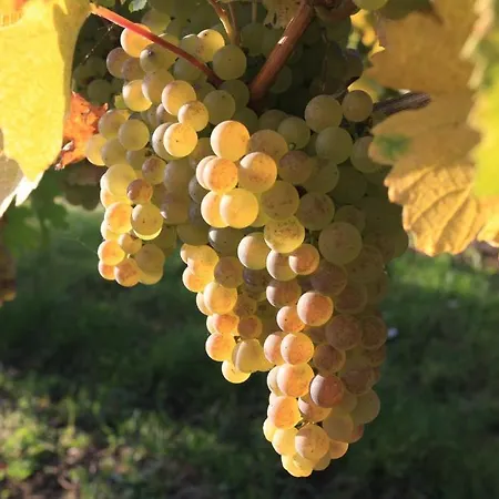 Logis Hotel-restaurant Le Chêne