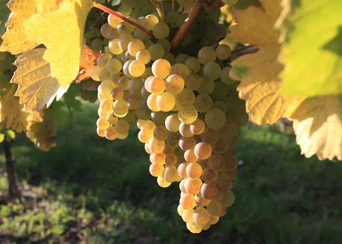 Logis Hotel-restaurant Le Chene